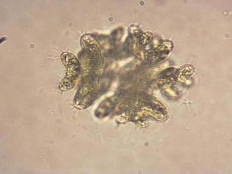 Image of Dimorphococcus Braun 1855