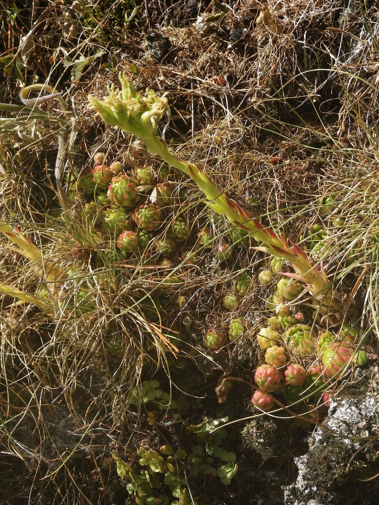 Imagem de Sempervivum globiferum subsp. allionii (Jord. & Fourr) H.