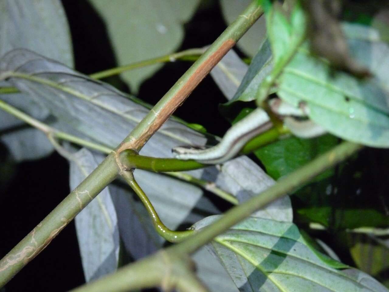 صورة Psammodynastes pictus Günther 1858