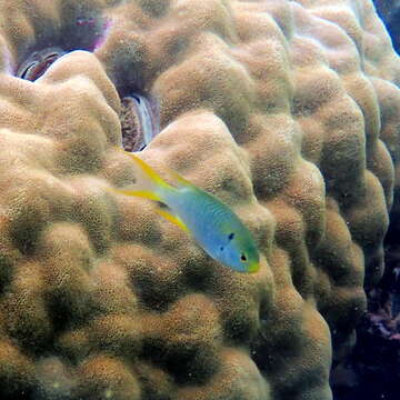 Image of Coral demoiselle