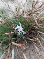 Image of Dianthus volgicus Juzepczuk