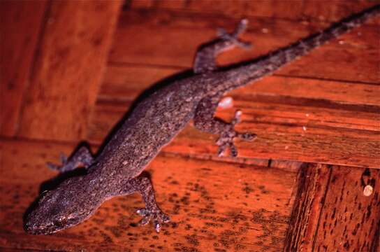 Image of Common House Gecko