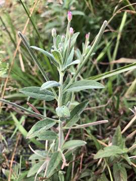 Imagem de Epilobium ciliatum subsp. glandulosum (Lehm.) P. C. Hoch & P. H. Raven