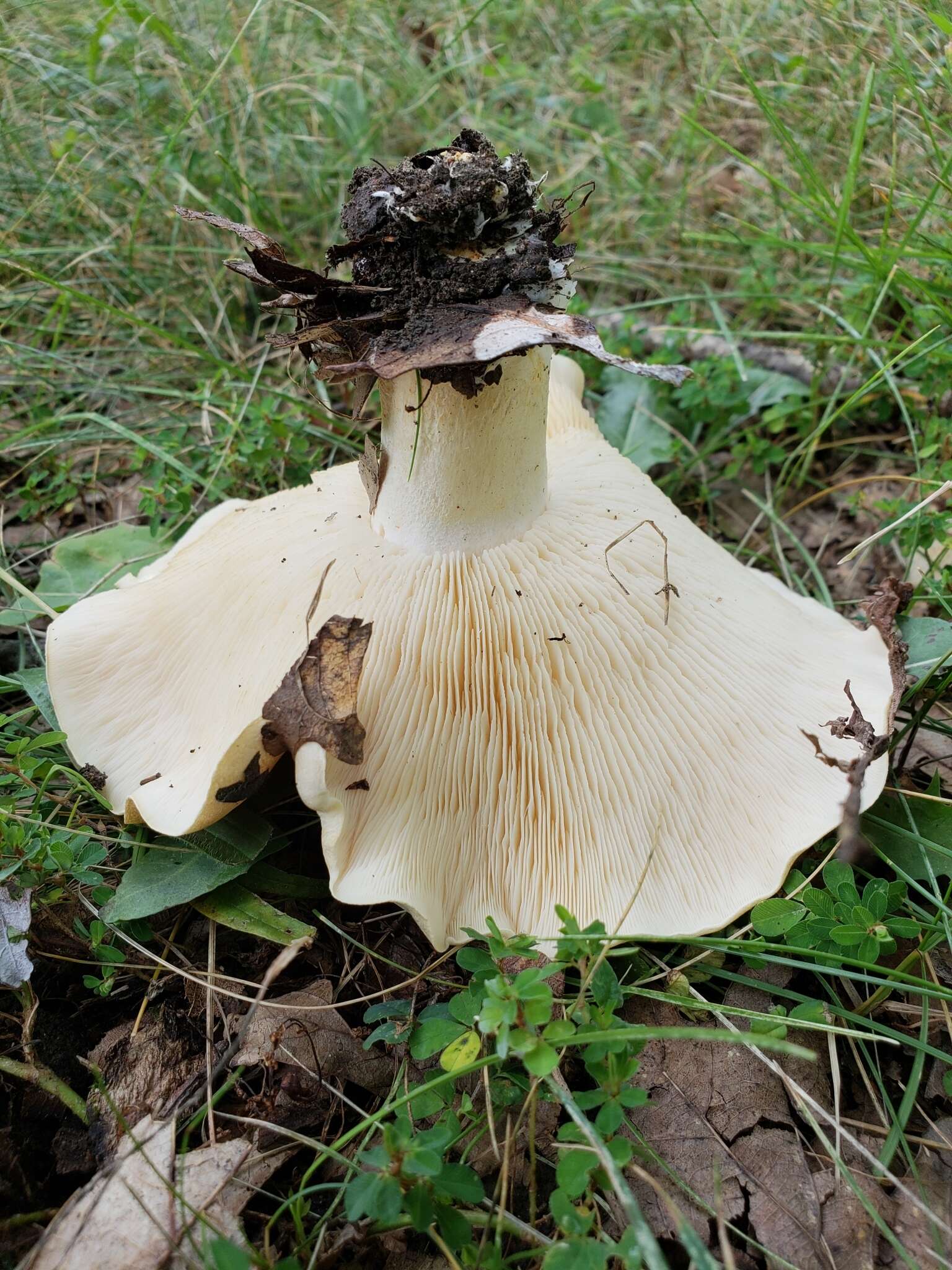 Image of Pogonoloma spinulosum (Kühner & Romagn.) Sánchez-García 2014