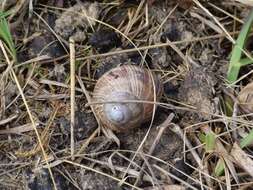 Image of Helix pomatia Linnaeus 1758