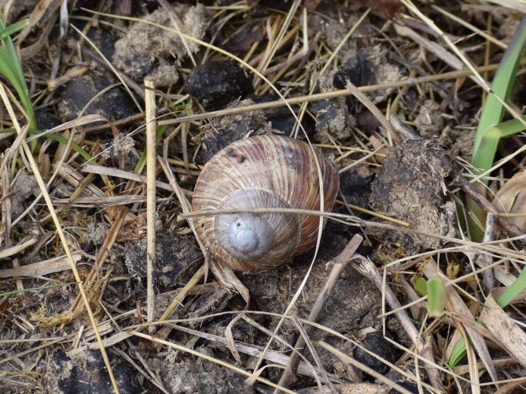 Image of Helix pomatia Linnaeus 1758