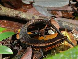 Image of Common Sun Skink