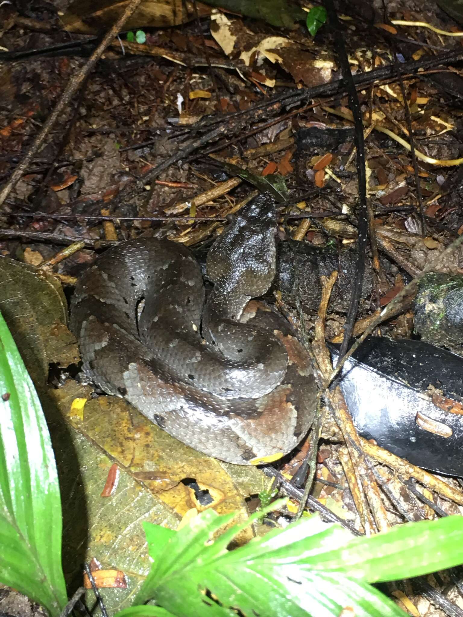 Image of Bothrocophias hyoprora (Amaral 1935)