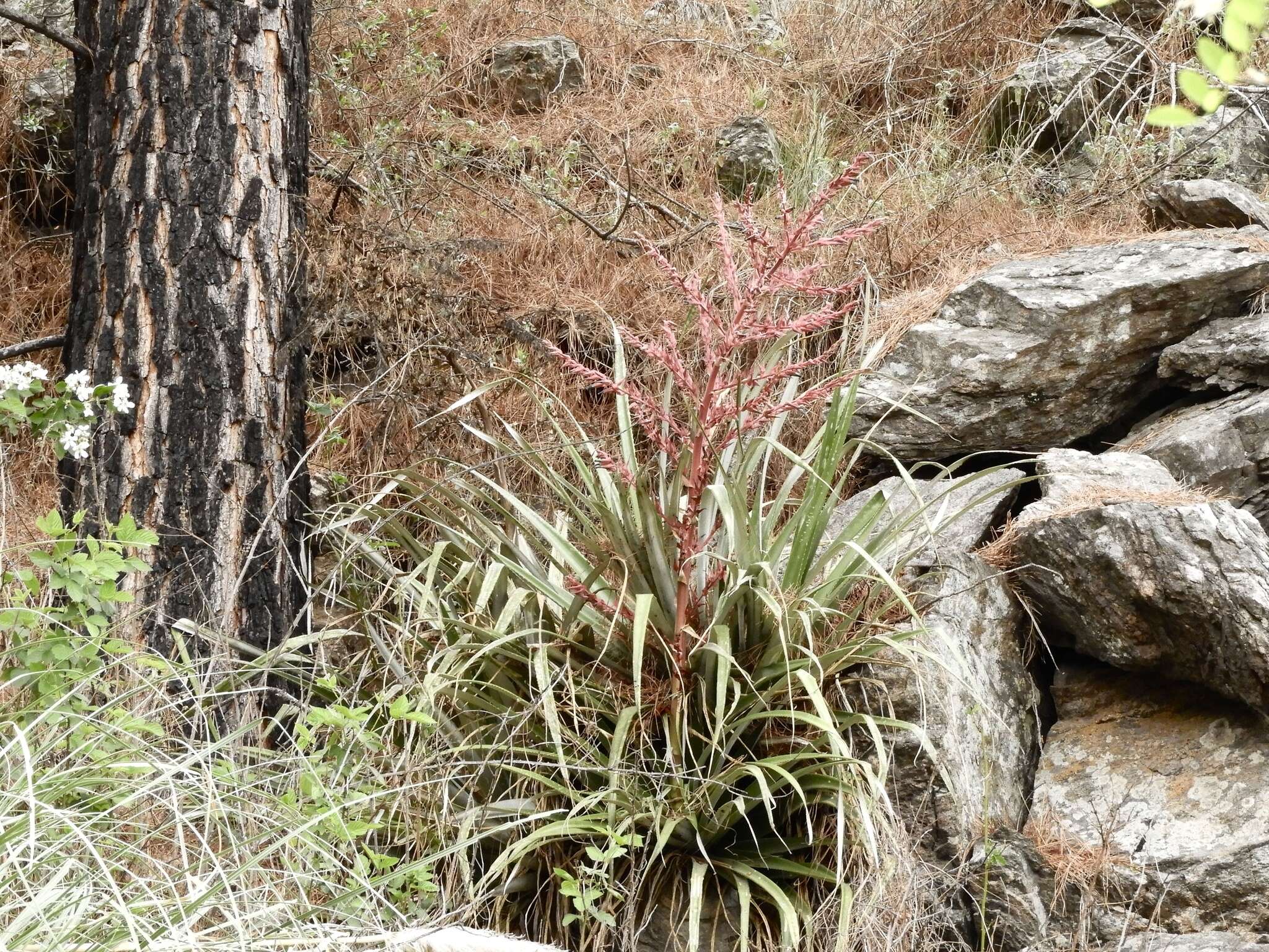 Imagem de Puya spathacea (Griseb.) Mez