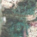 Image of Redlight goby