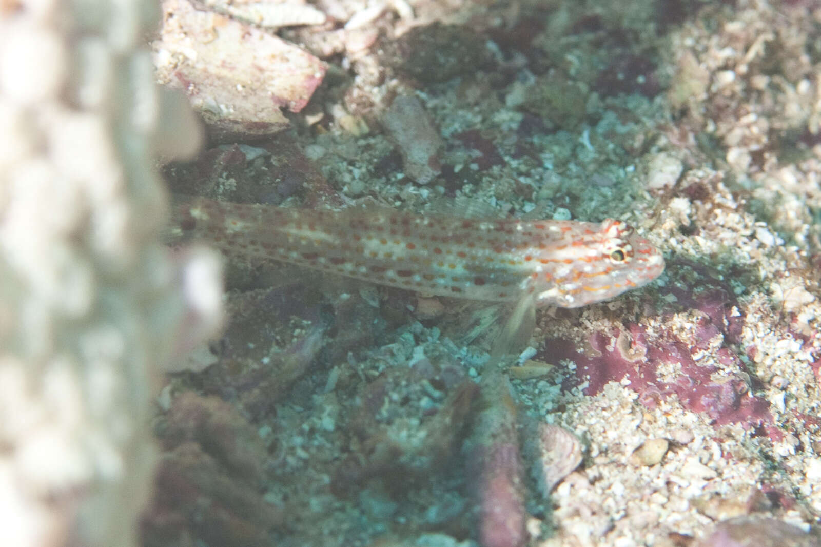Image of Redlight goby