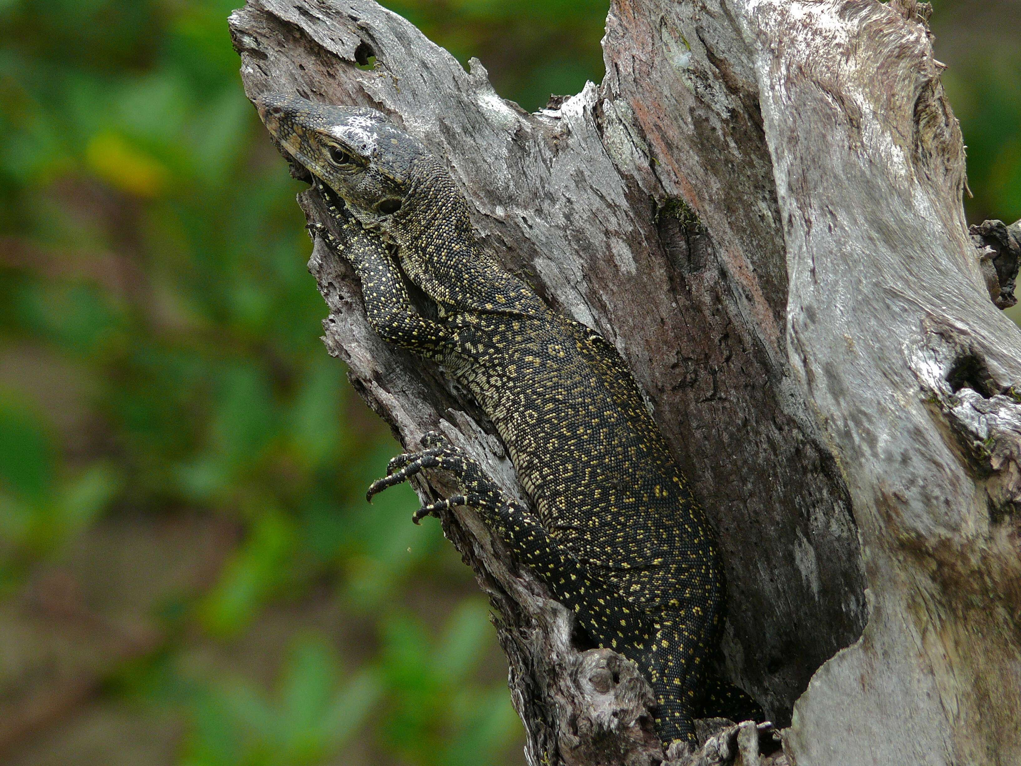 Image of Common Water Monitor