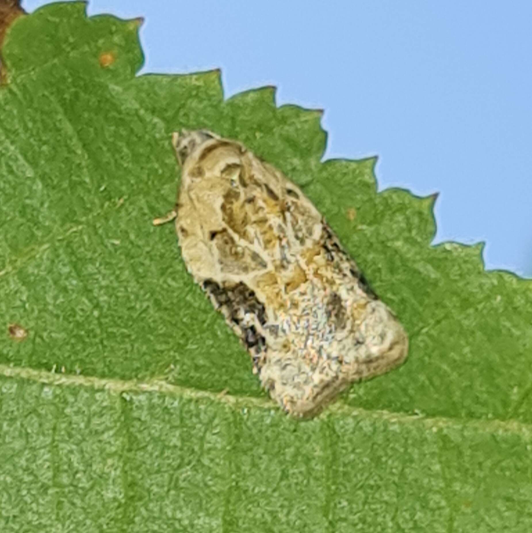 Imagem de Acleris lacordairana Duponchel 1834