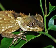 Imagem de Acanthosaura crucigera Boulenger 1885