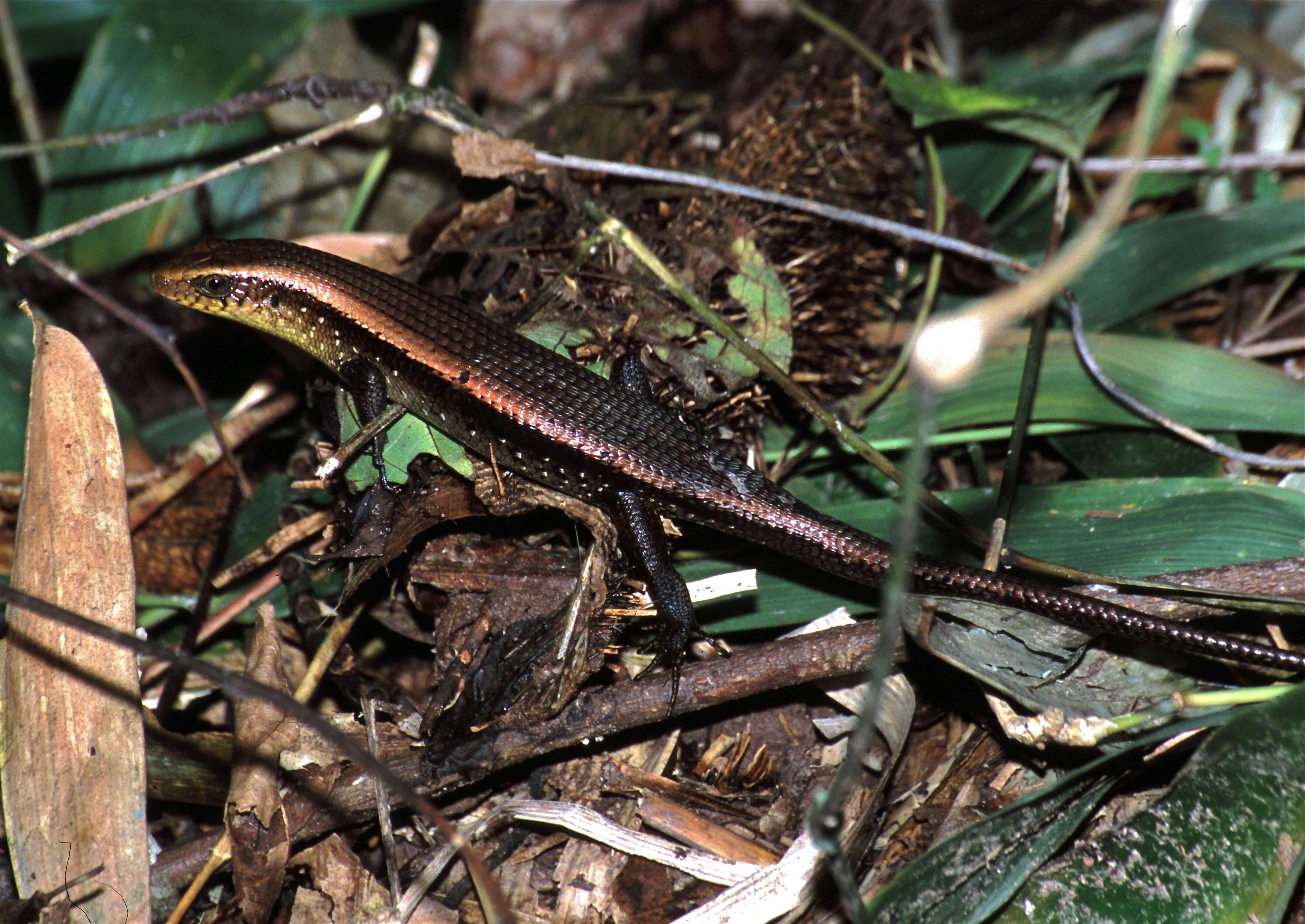 Imagem de Eutropis multifasciata (Kuhl 1820)