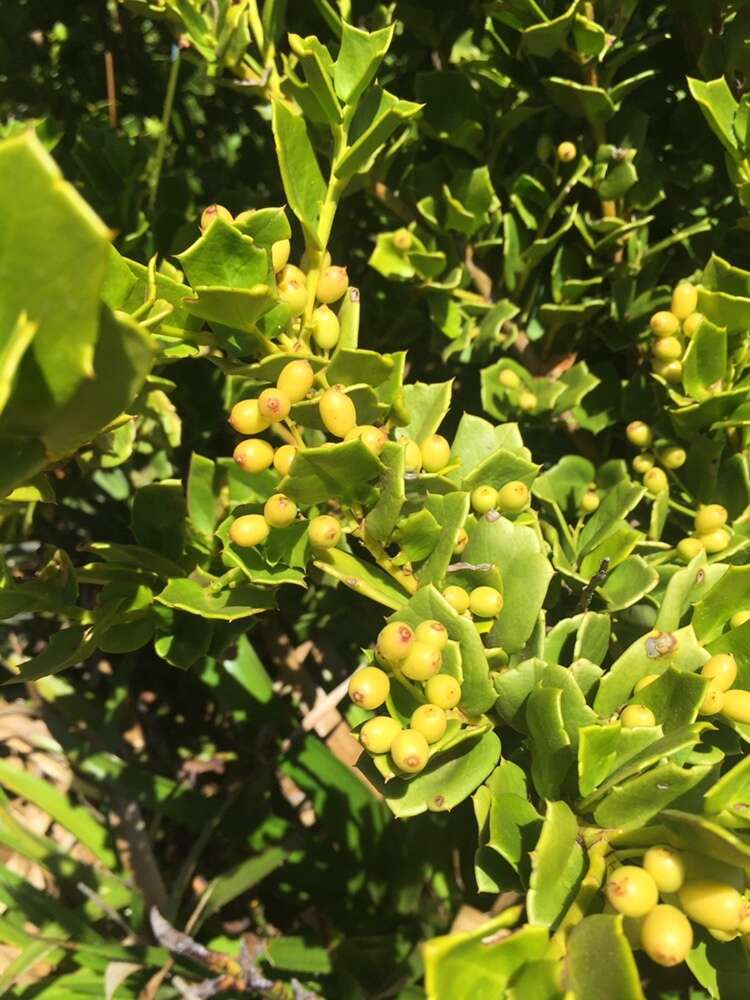 Griselinia jodinifolia (Griseb.) Taub.的圖片