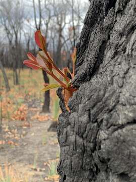 Image of red bloodwood