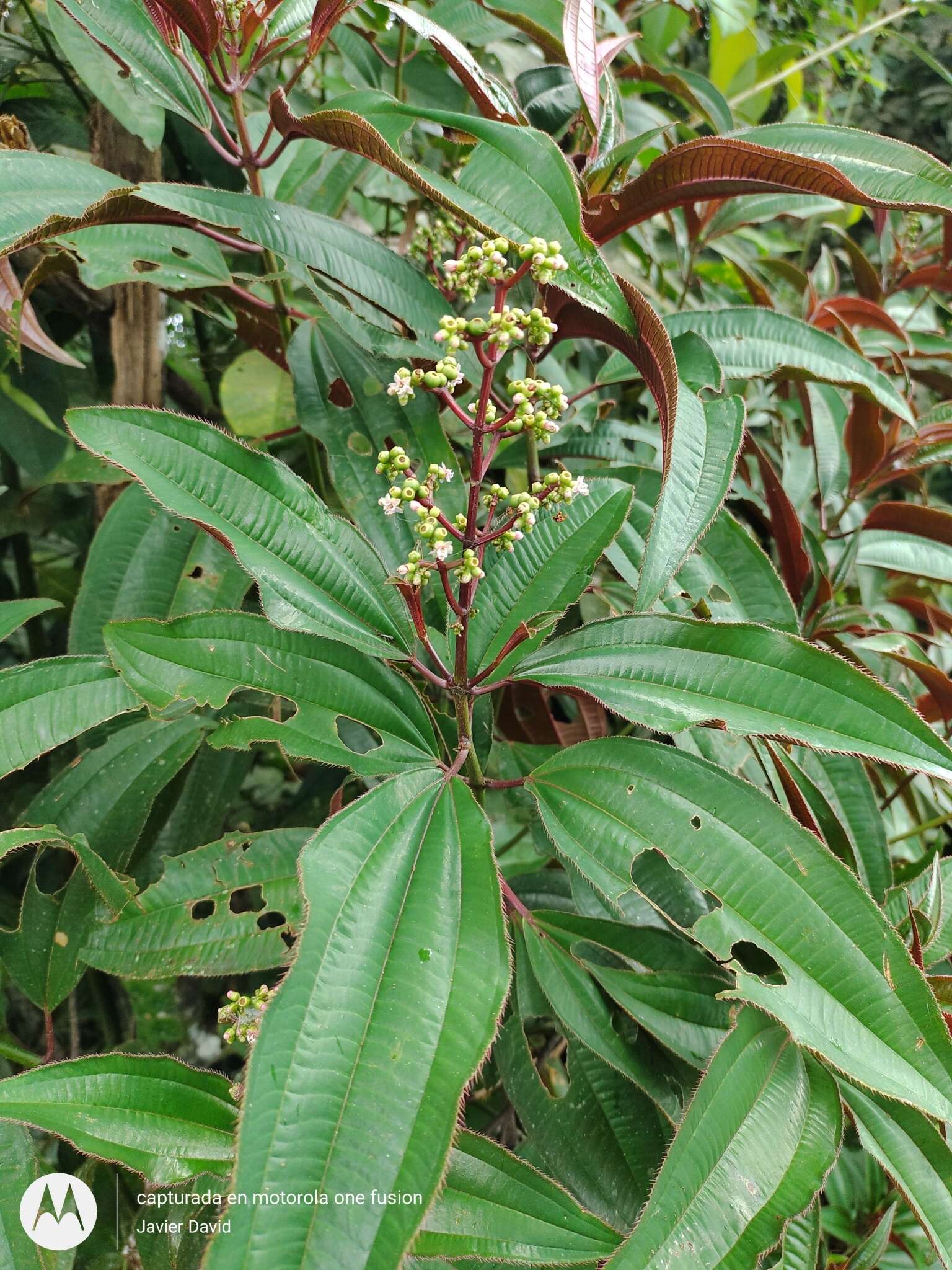 Miconia oinochrophylla Donn. Sm. resmi