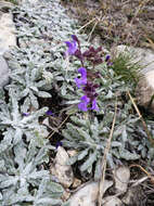 Image of Hoary Salvia