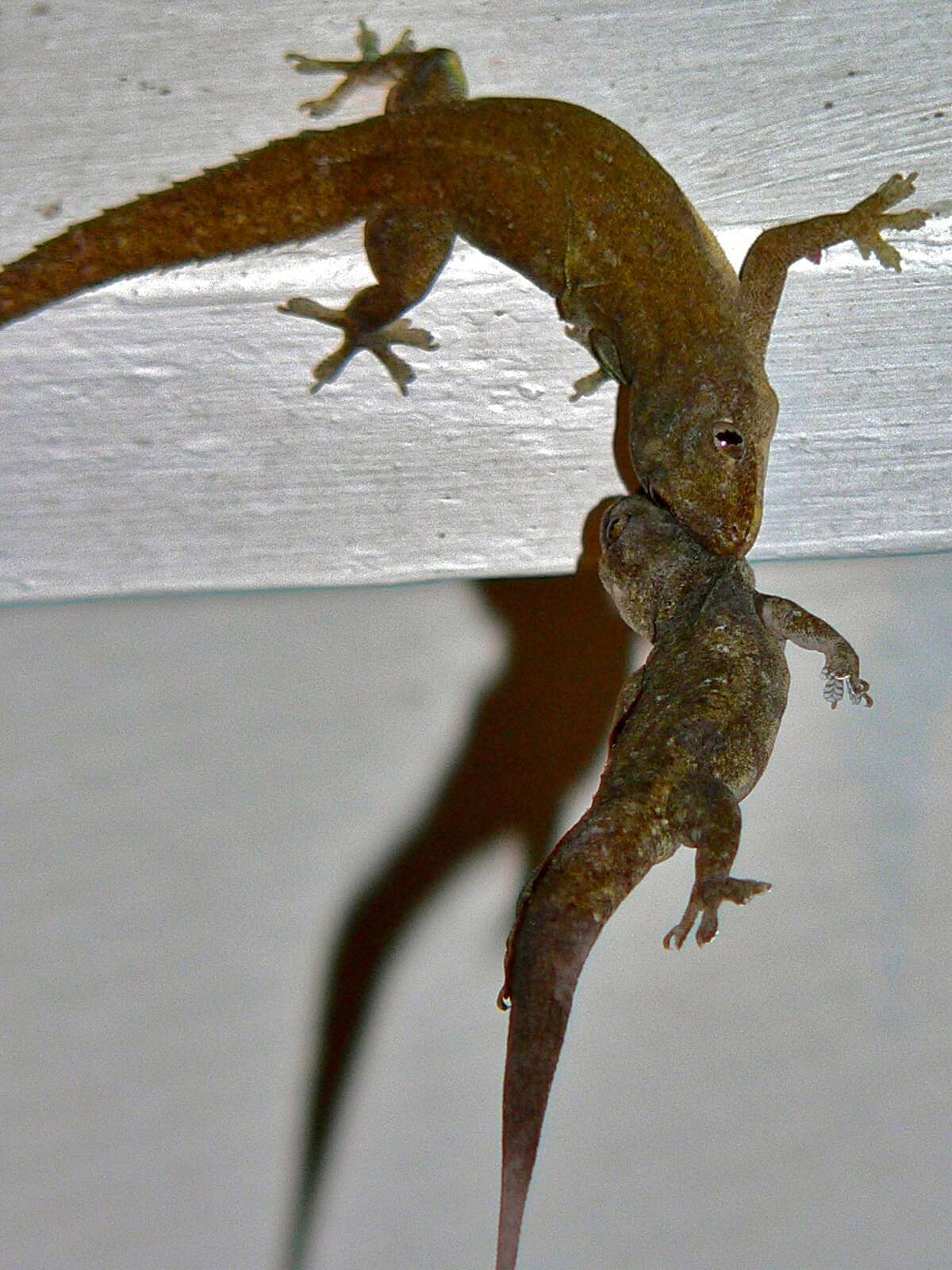 Image of Common House Gecko