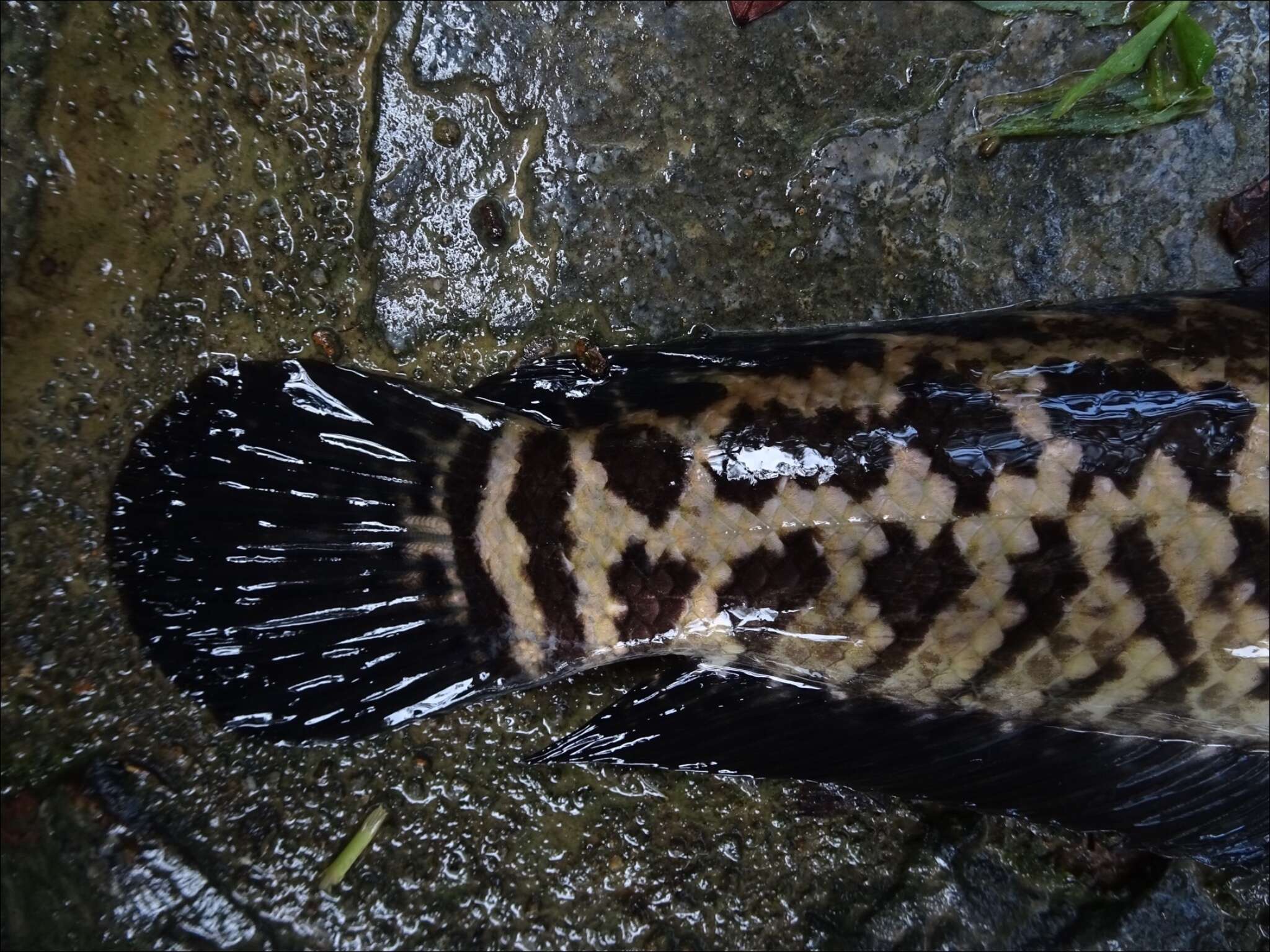 Image of Blotched snakehead