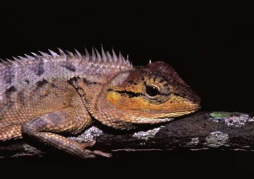 Image of Forest Crested Agama