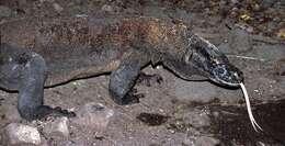 Image of Komodo Dragon