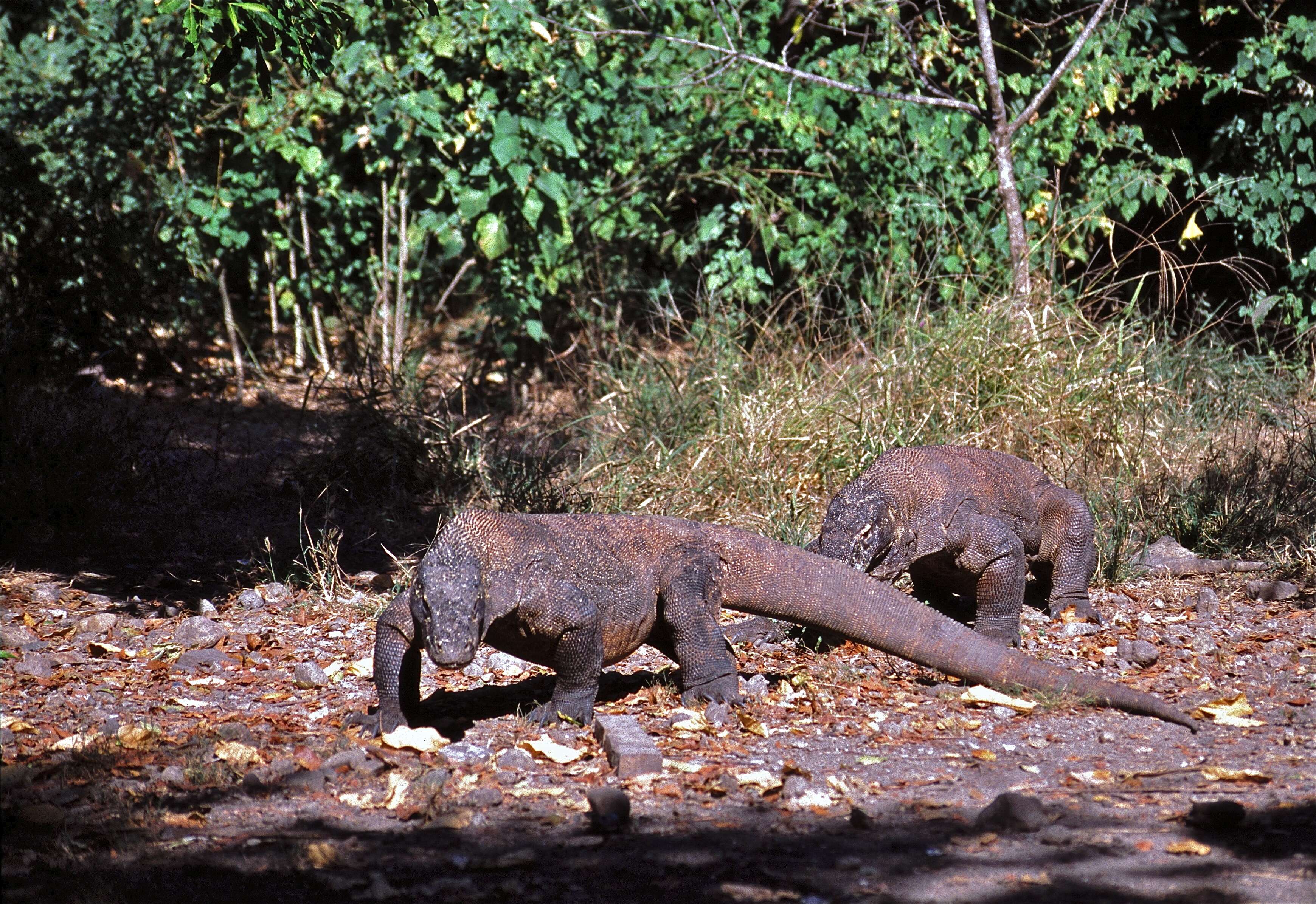 Image of Komodo Dragon