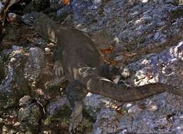 Image of Komodo Dragon