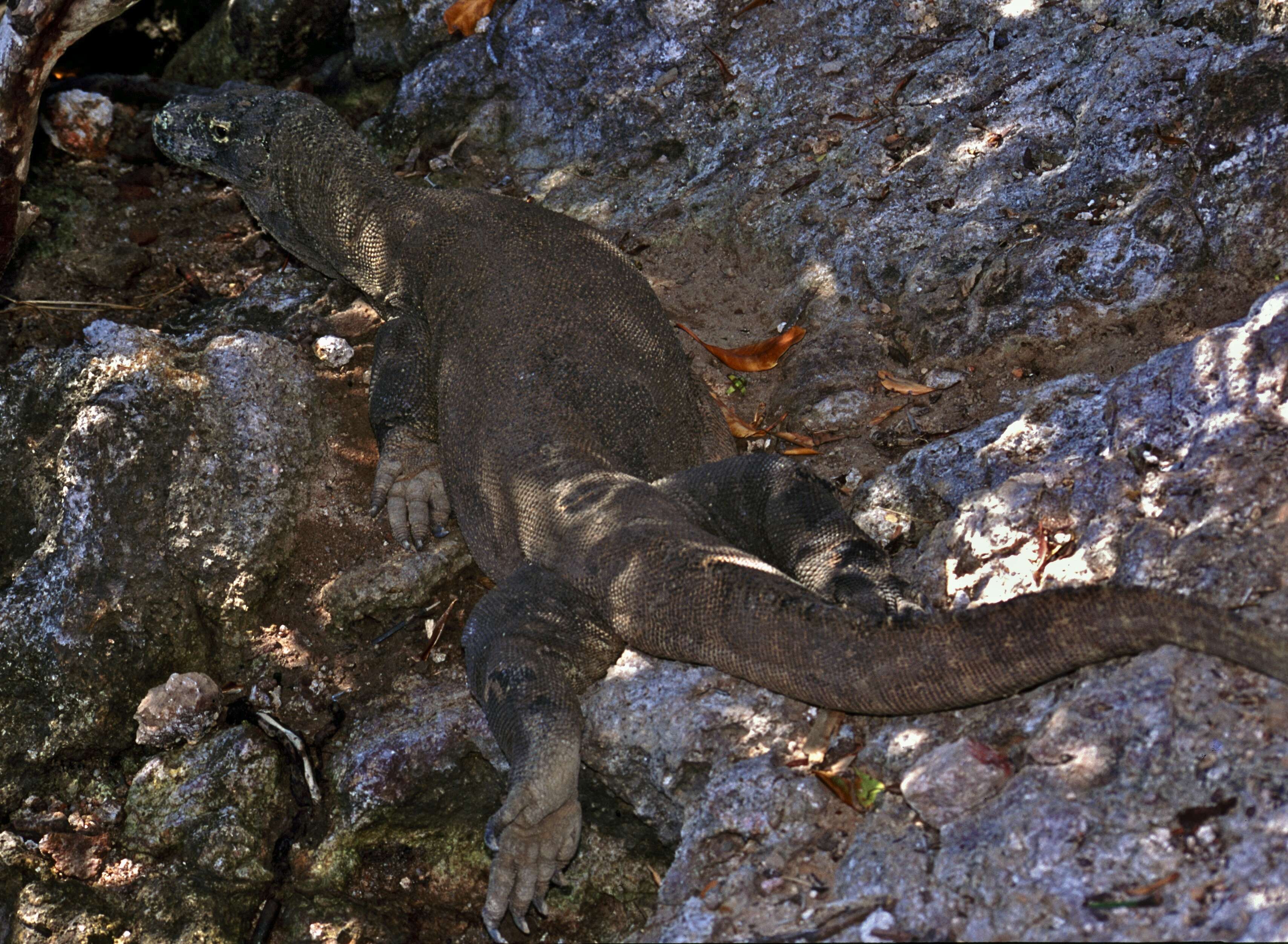 Image of Komodo Dragon