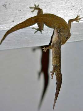 Image of Common House Gecko