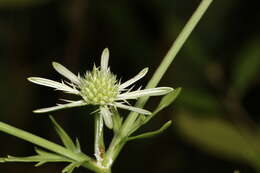 Image de Eryngium integrifolium Walt.