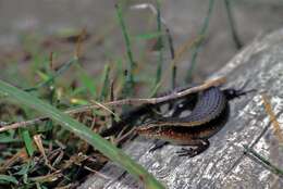 Imagem de Eutropis multifasciata (Kuhl 1820)