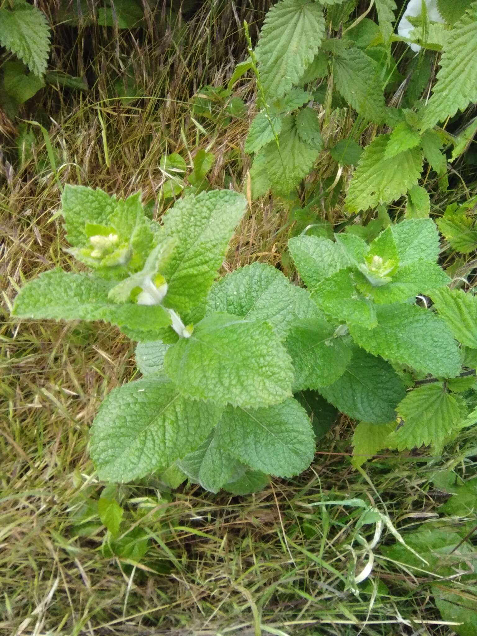 Mentha villosa Huds.的圖片