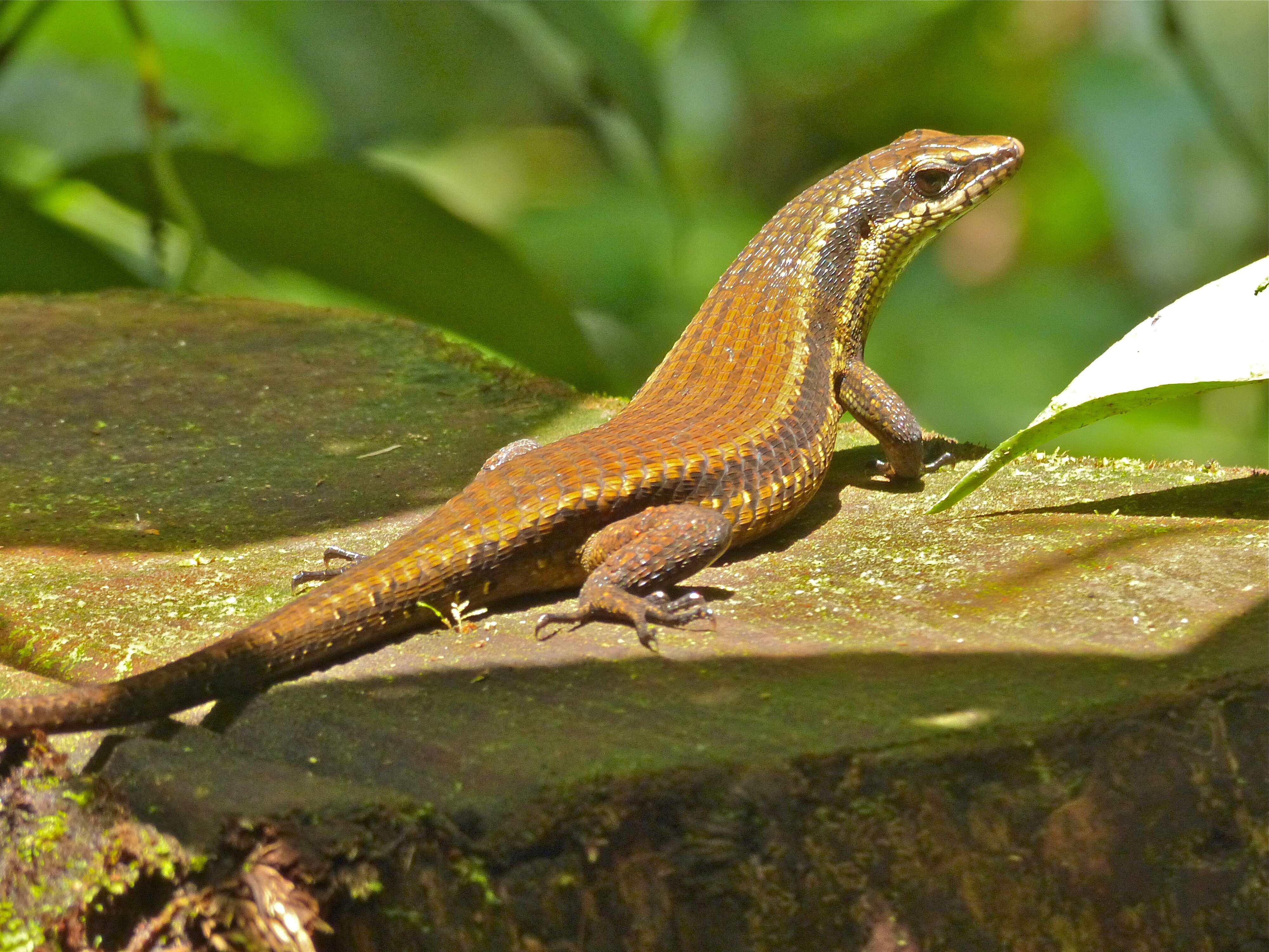 Imagem de Eutropis lewisi