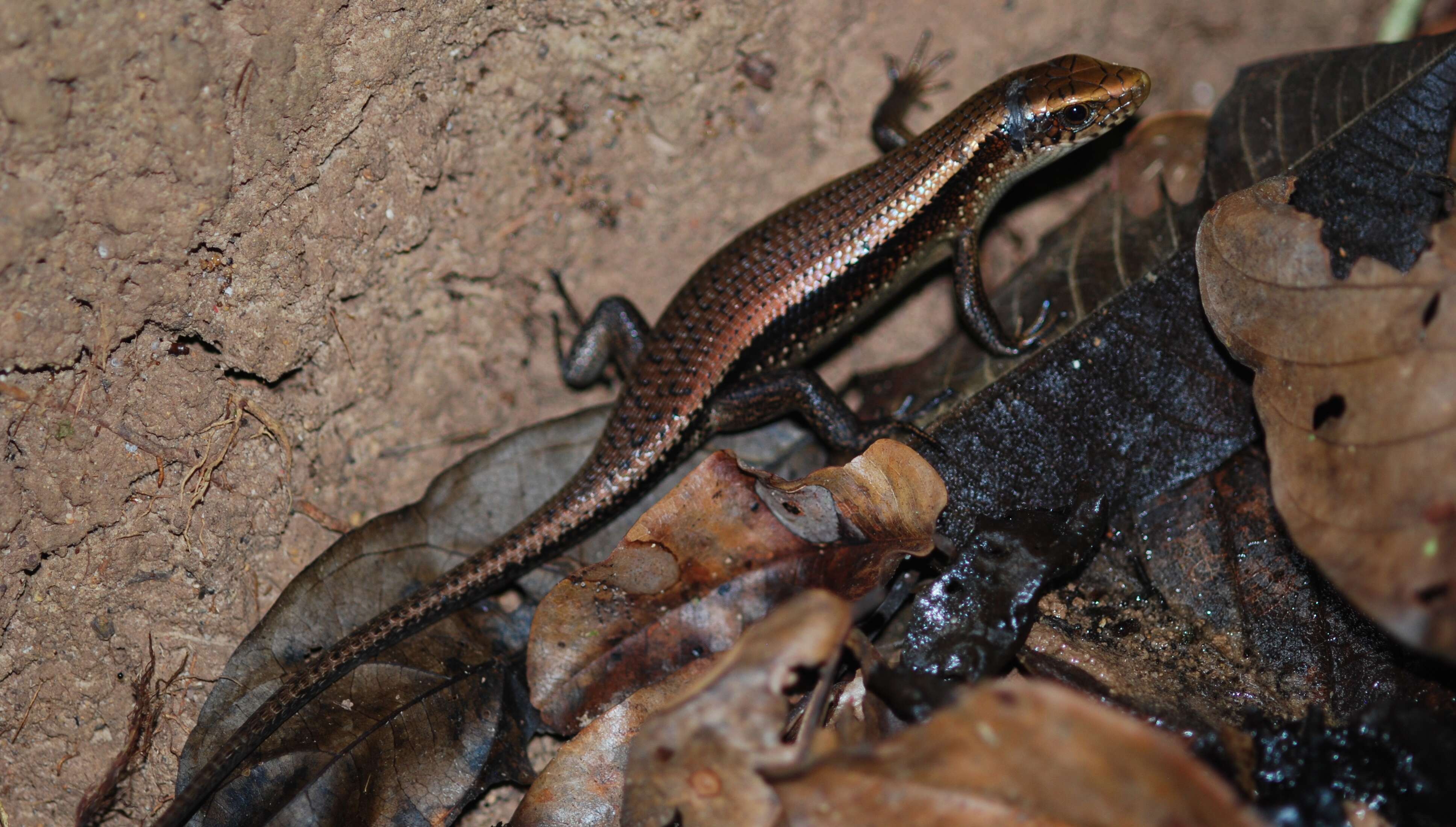 Imagem de Eutropis multifasciata (Kuhl 1820)