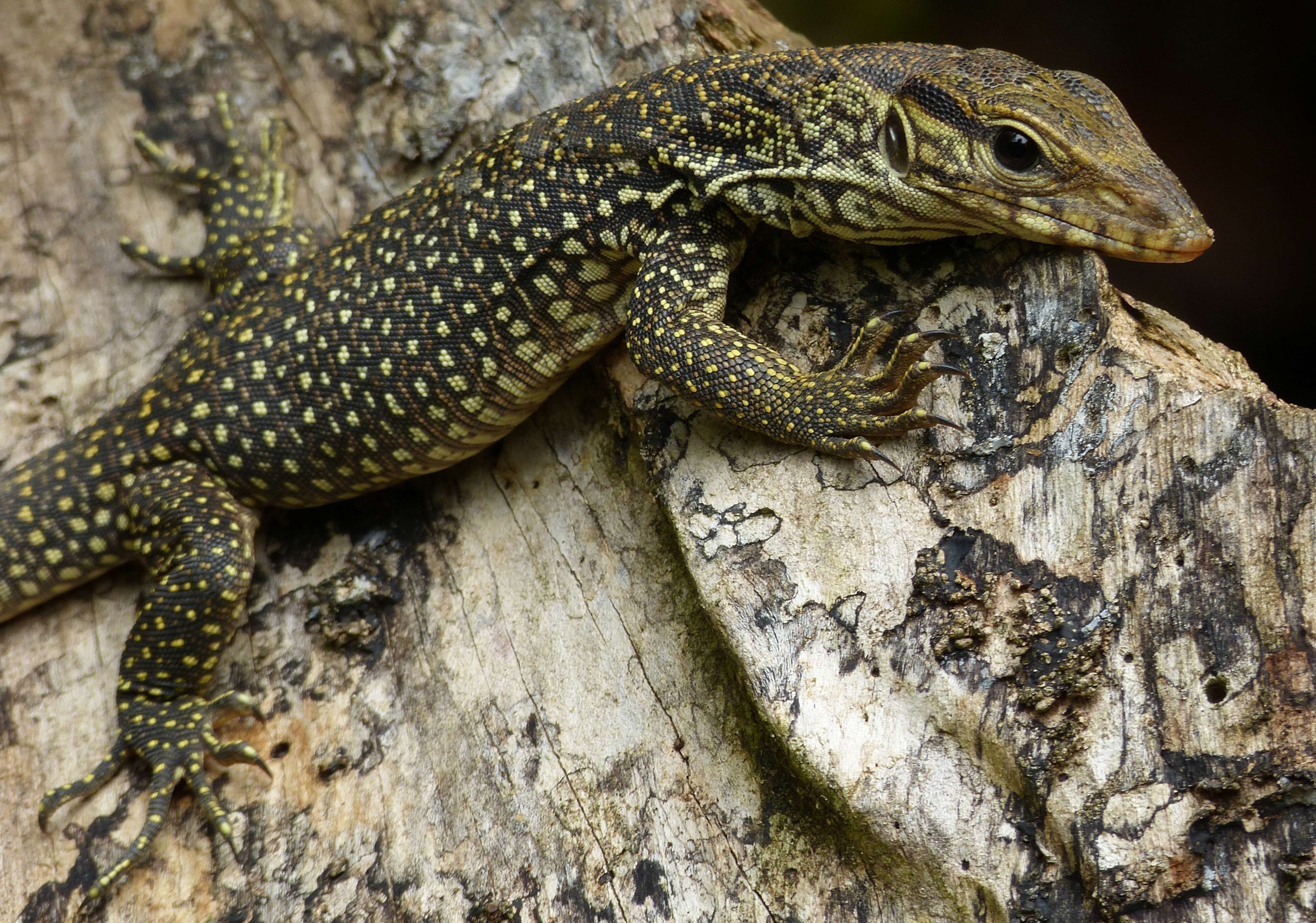 Image of Bengal Monitor Lizard