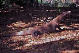 Image of Komodo Dragon