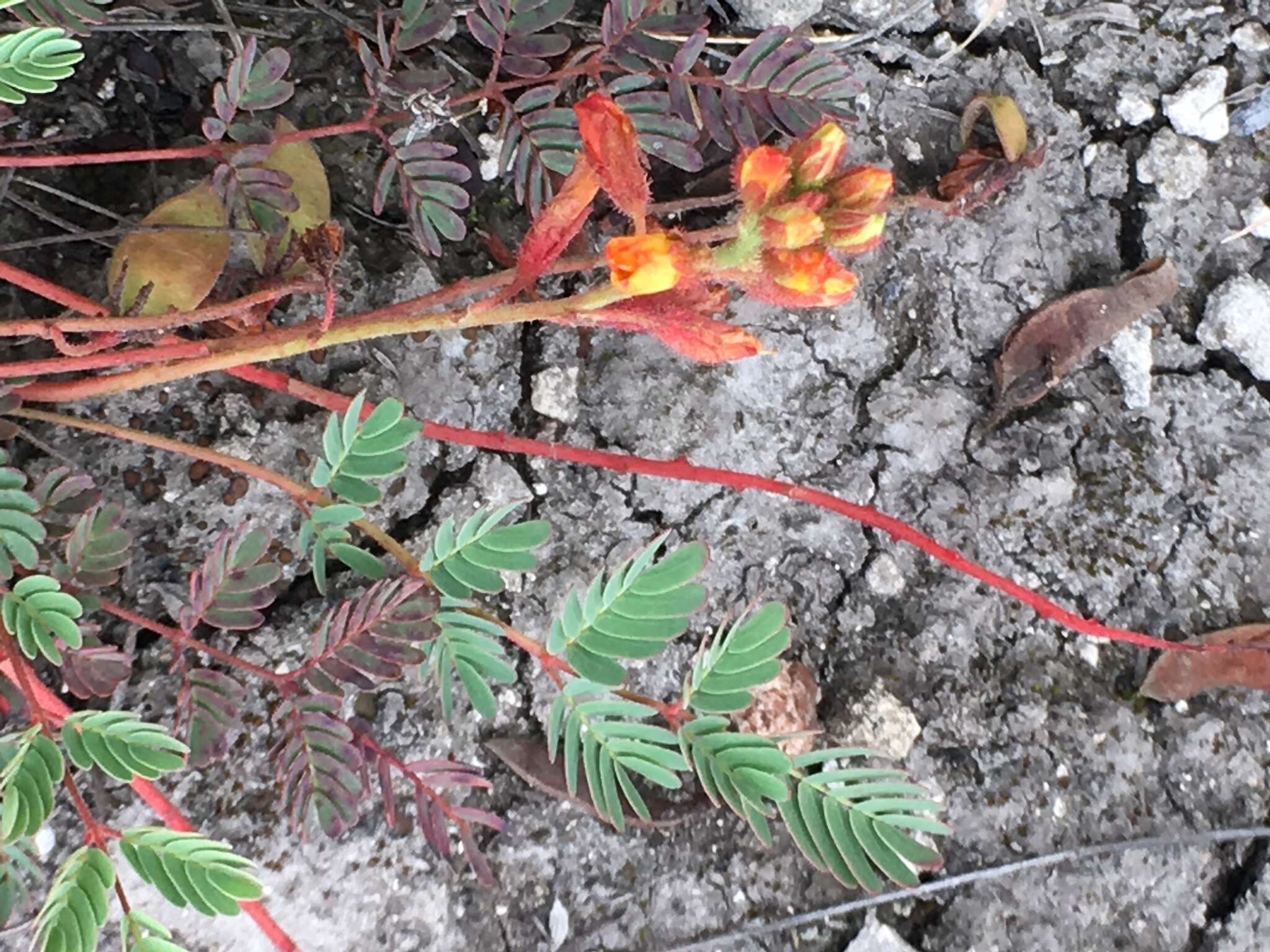 Image of Hoffmannseggia oxycarpa subsp. arida B. B. Simpson