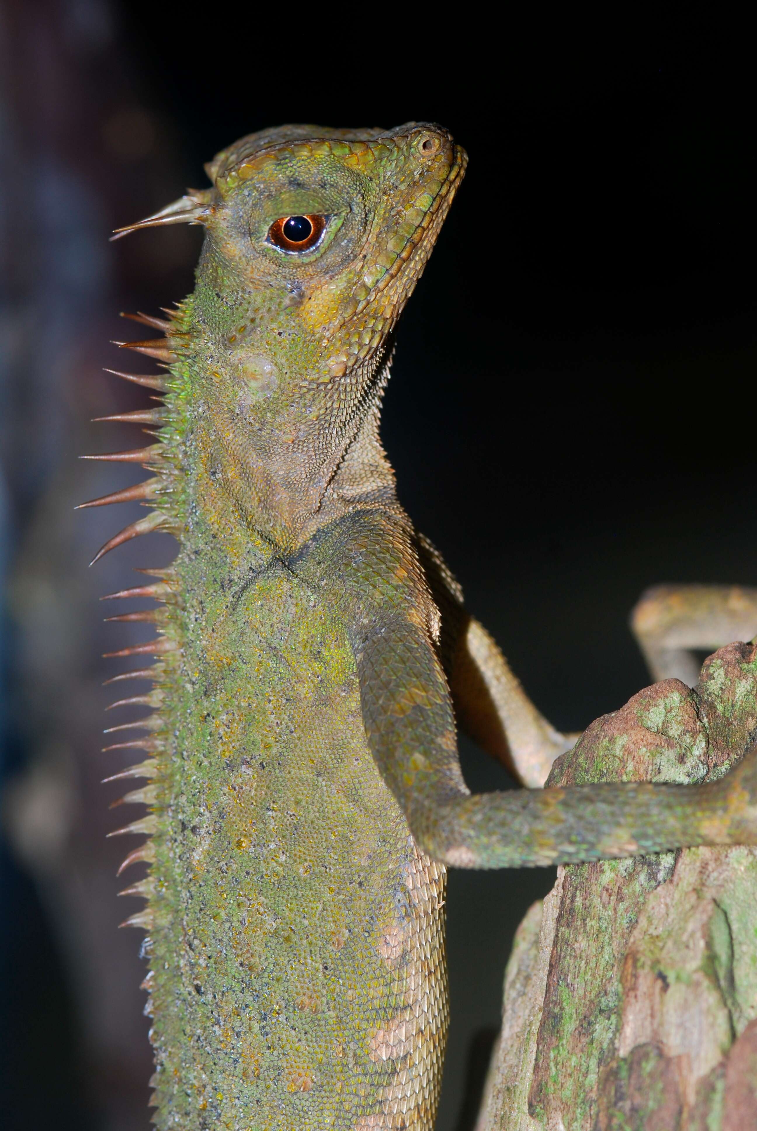 Image of armored pricklenape