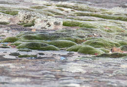 Image of grimmia dry rock moss