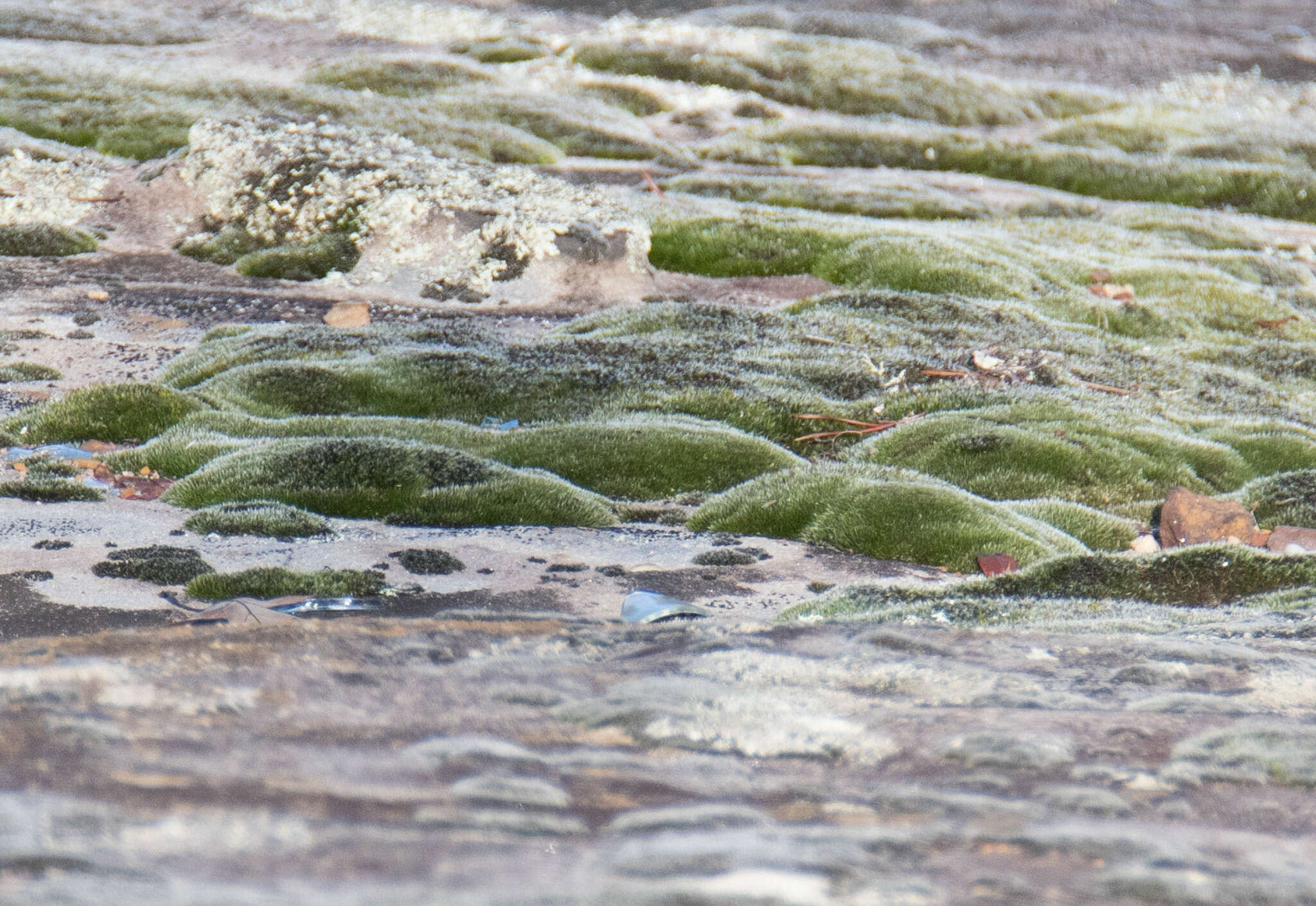 Image of grimmia dry rock moss