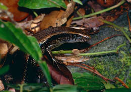 Image of Common Sun Skink