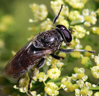 Image of Myolepta aurinota (Hine 1903)