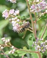 Image of Northern Aerial Yellowjacket