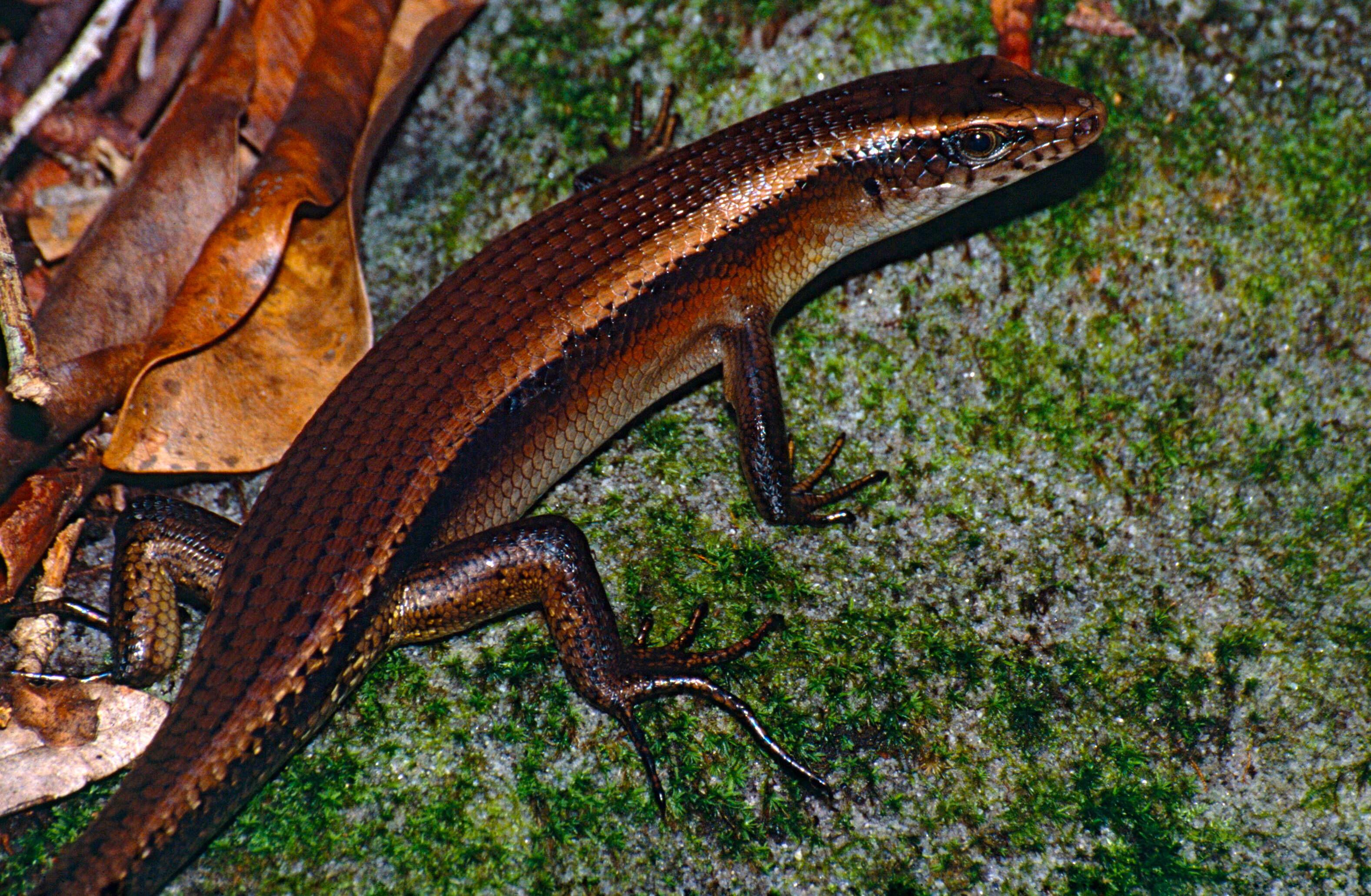 Image of Common Sun Skink