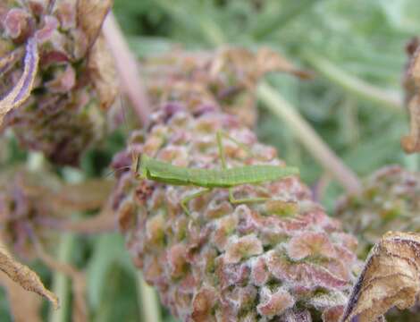 Image of New Zealand mantis