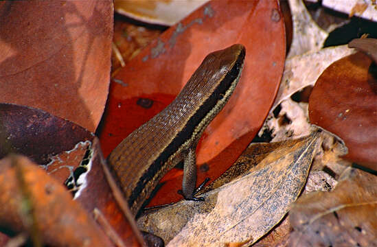 Imagem de Eutropis rudis (Boulenger 1887)