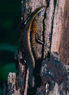 Image of Common Sun Skink