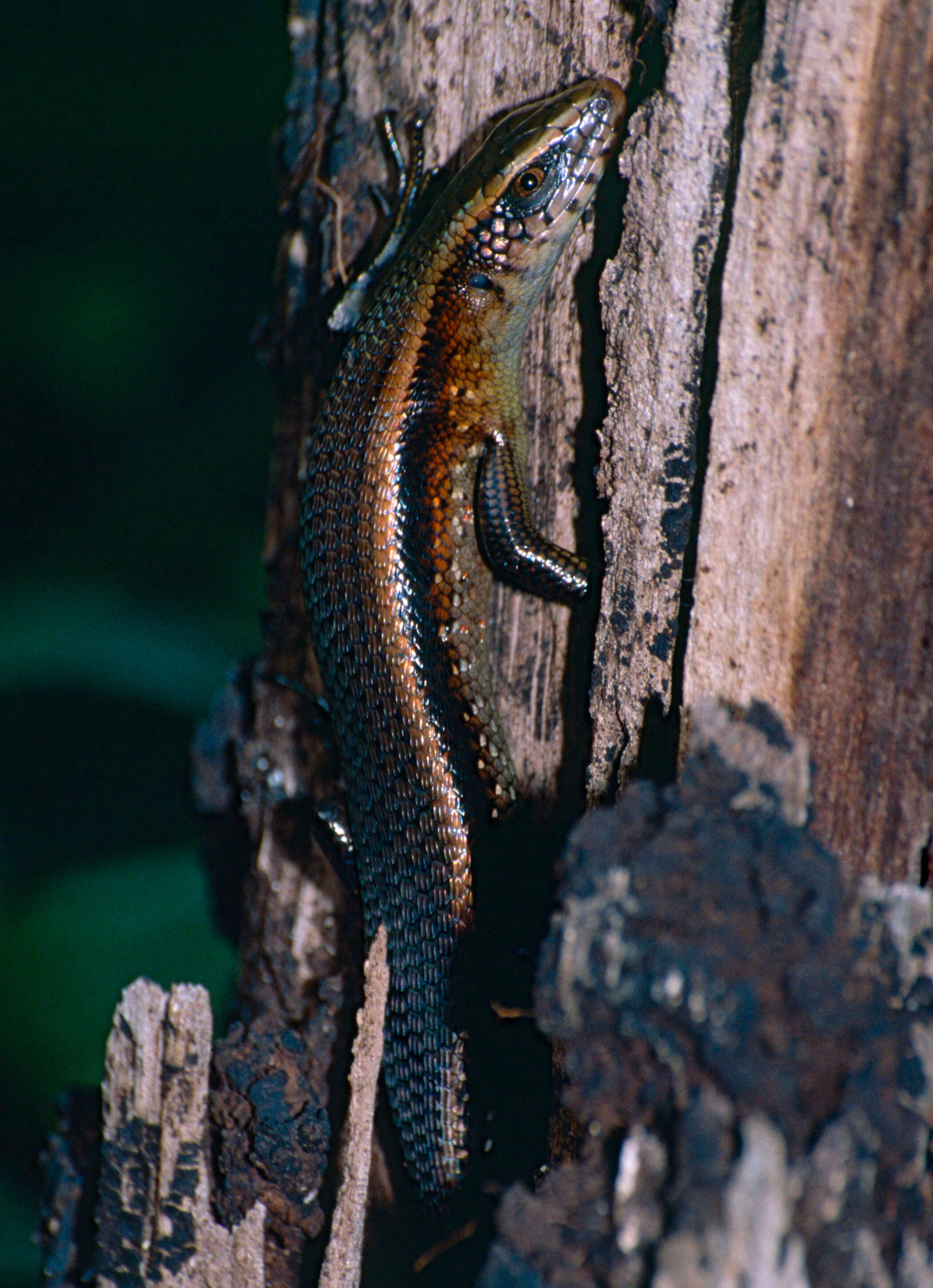 Imagem de Eutropis multifasciata (Kuhl 1820)